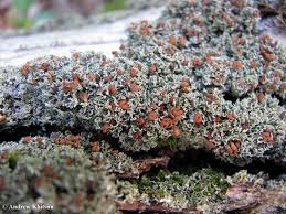 Attēlu rezultāti vaicājumam “Cladonia caespiticia”