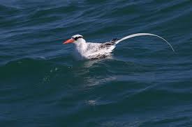 Image result for Phaethon aethereus