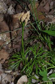 Attēlu rezultāti vaicājumam “Lycopodiaceae”
