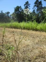 Attēlu rezultāti vaicājumam “Peucedanum oreoselinum”