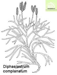 Attēlu rezultāti vaicājumam “Diphasium complanatum”