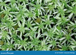 Attēlu rezultāti vaicājumam “Sphagnum girgensohnii”