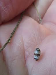 Attēlu rezultāti vaicājumam “Ichneumonidae cocoon”