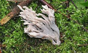 Attēlu rezultāti vaicājumam “Clavulina rugosa”