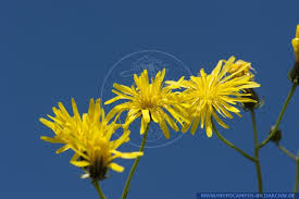 Attēlu rezultāti vaicājumam “Crepis biennis”