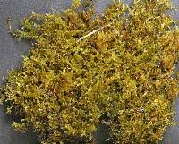 Attēlu rezultāti vaicājumam “Campylium chrysophyllum”