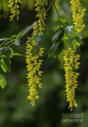 Attēlu rezultāti vaicājumam “Laburnum alpinum flower”