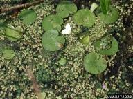 Attēlu rezultāti vaicājumam “Hydrocharis morsus-ranae fruit”