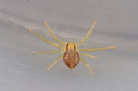 Attēlu rezultāti vaicājumam “Philodromus sp.”