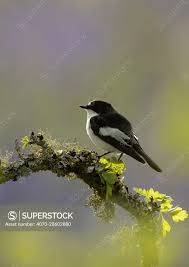 Attēlu rezultāti vaicājumam “Ficedula hypoleuca”