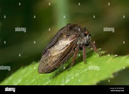 Attēlu rezultāti vaicājumam “Membracidae”