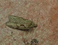 Attēlu rezultāti vaicājumam “Semioscopis steinkellneriana”