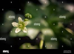 Attēlu rezultāti vaicājumam “Bryonia alba bud”