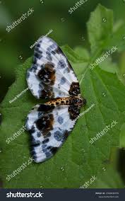 Attēlu rezultāti vaicājumam “Abraxas sylvata”