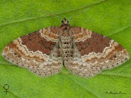 Attēlu rezultāti vaicājumam “Xanthorhoe spadicearia”