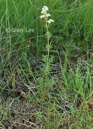 Attēlu rezultāti vaicājumam “Galium boreale leaf”