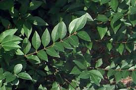 Attēlu rezultāti vaicājumam “Ligustrum vulgare”