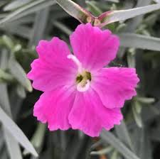 Image result for Dianthus gratianopolitanus
