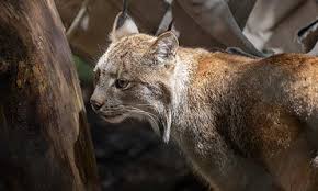 Image result for Lancashire Lynx