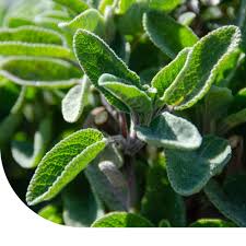 Image result for Salbei