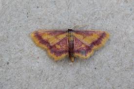 Attēlu rezultāti vaicājumam “Idaea muricata”