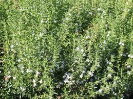 Image result for Bohnenkraut