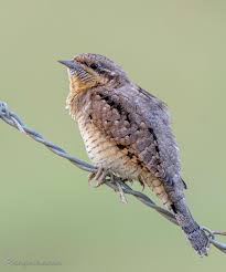 Attēlu rezultāti vaicājumam “Jynx torquilla adult”