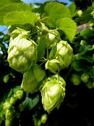 Attēlu rezultāti vaicājumam “Humulus lupulus bud”