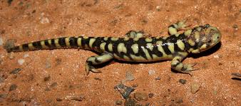 Attēlu rezultāti vaicājumam “Diderma tigrinum”