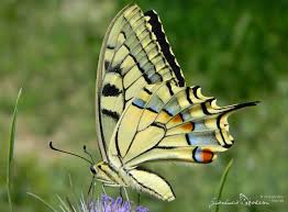 Attēlu rezultāti vaicājumam “Papilio machaon underside”