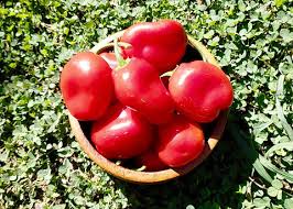 Afbeeldingsresultaat voor red rocoto hot pepper