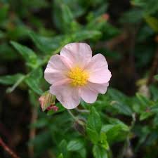 Attēlu rezultāti vaicājumam “Helianthemum x hybridum flower”
