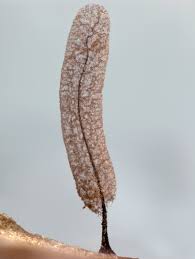 Attēlu rezultāti vaicājumam “Stemonitopsis aequalis var. microspora”