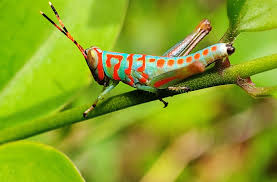 Attēlu rezultāti vaicājumam “Decticus verrucivorus nymph”