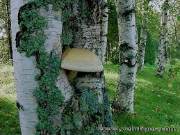 Attēlu rezultāti vaicājumam “Pholiota heteroclita”