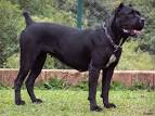 Cane CORSO Dogs