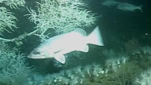 Image result for Polyprion americanus