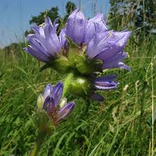 Attēlu rezultāti vaicājumam “Campanula cervicaria flower”