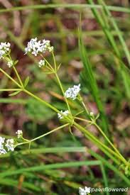 Attēlu rezultāti vaicājumam “Galium palustre leaf”