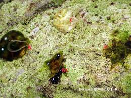 Attēlu rezultāti vaicājumam “Chaenotheca trichialis”