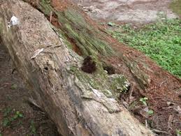 Attēlu rezultāti vaicājumam “Stemonitis splendens stalked”