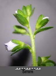 Attēlu rezultāti vaicājumam “Veronica serpyllifolia bud”