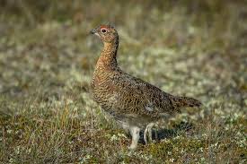 Image result for Lagopus lagopus