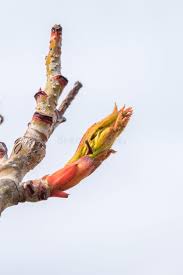 Attēlu rezultāti vaicājumam “Cercidiphyllum japonicum fruit”
