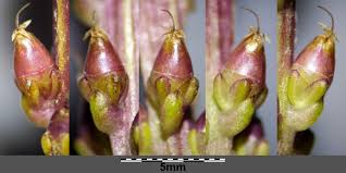 Attēlu rezultāti vaicājumam “Plantago media bud”