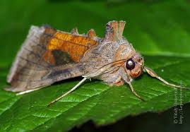 Attēlu rezultāti vaicājumam “Autographa excelsa”