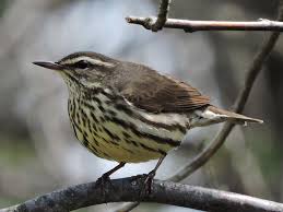 Image result for Seiurus noveboracensis