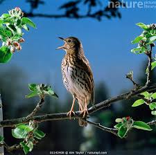Attēlu rezultāti vaicājumam “Turdus philomelos”