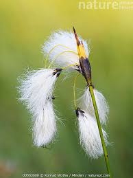 Attēlu rezultāti vaicājumam “Eriophorum latifolium”