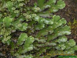 Attēlu rezultāti vaicājumam “Jungermannia subulata”